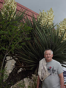 Yucca